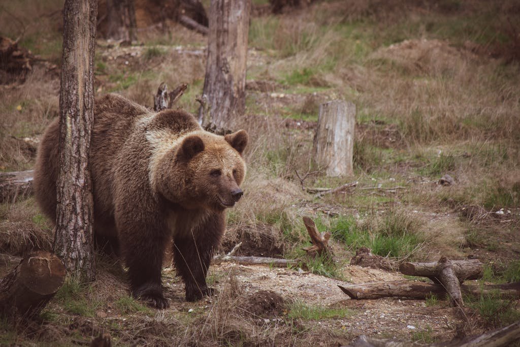 A powerful brown bear walking through its natural woodland habitat, showcasing wildlife beauty.