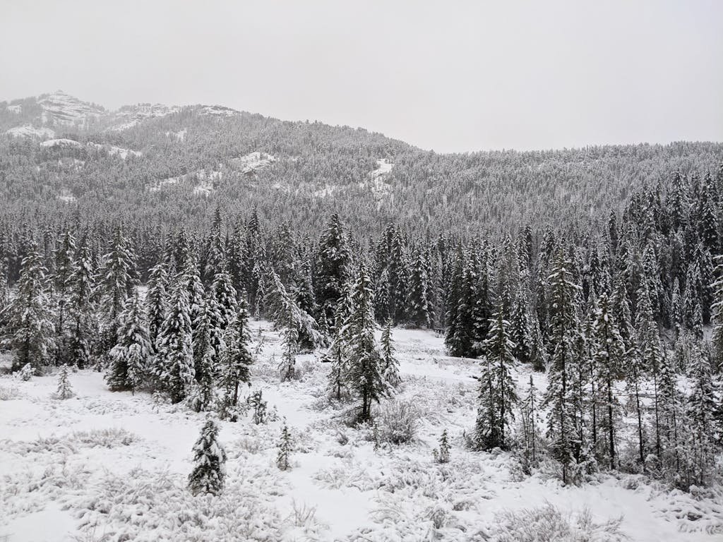 Aerial view of snow-covered coniferous forest in the mountains of Montana during winter.