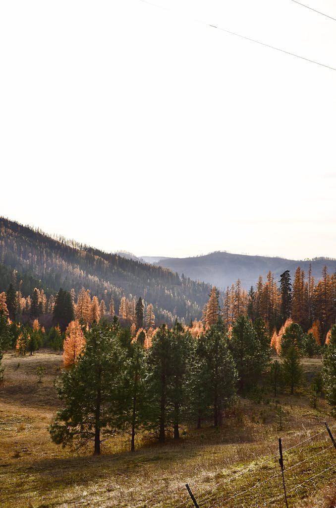 Beautiful sunrise over a forested mountain landscape displaying autumn colors, creating a serene atmosphere.