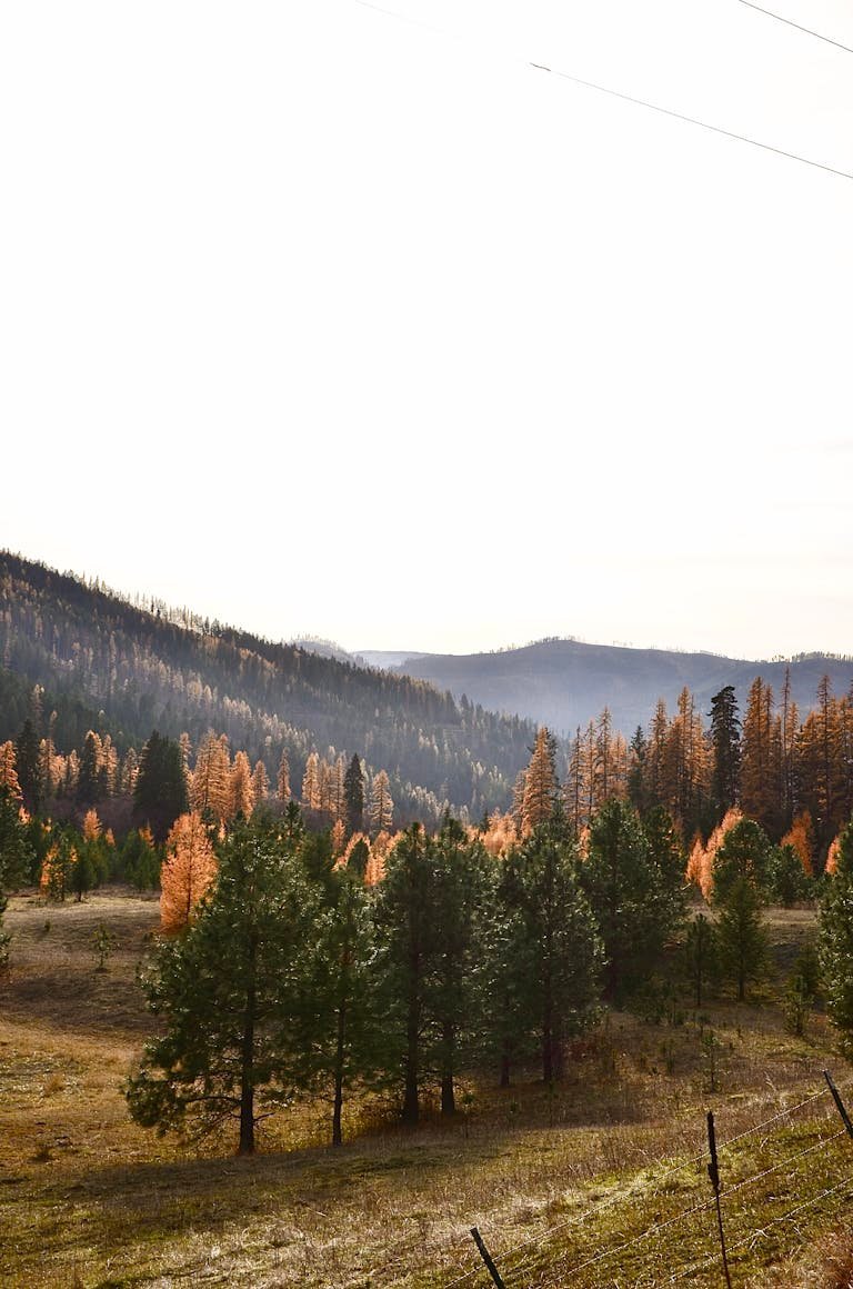 Beautiful sunrise over a forested mountain landscape displaying autumn colors, creating a serene atmosphere.
