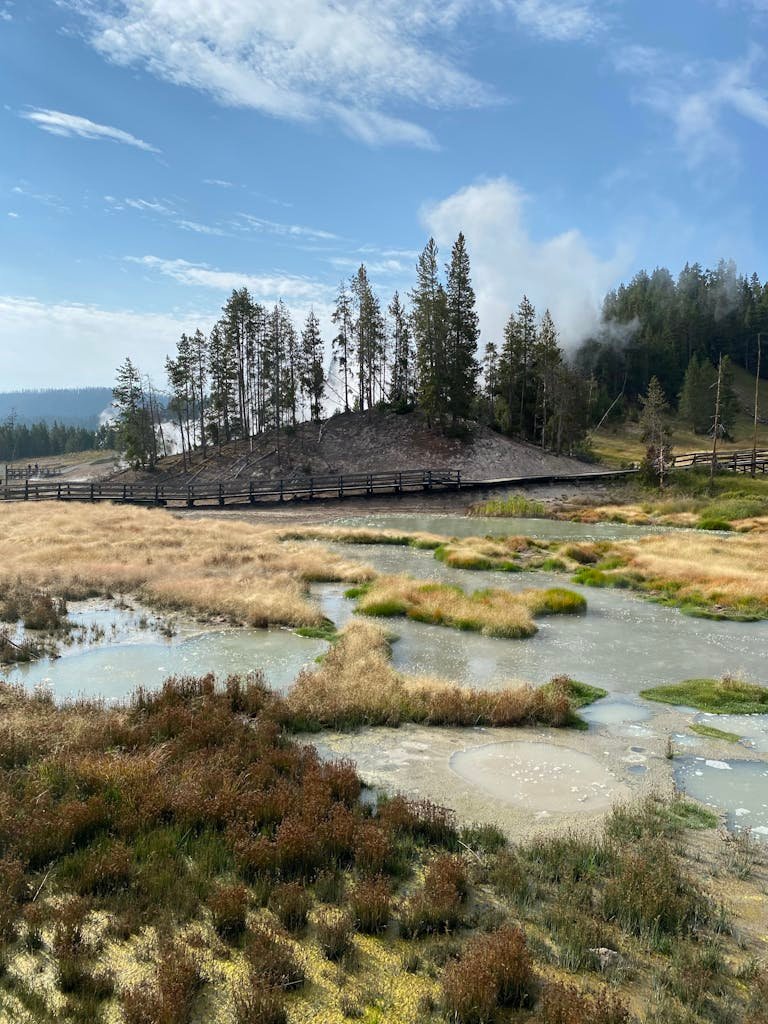 Beautiful geothermal landscape at Yellowstone featuring hot springs and lush wetland vegetation.