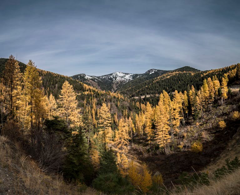 A serene autumn landscape with golden trees in Missoula, Montana mountains.