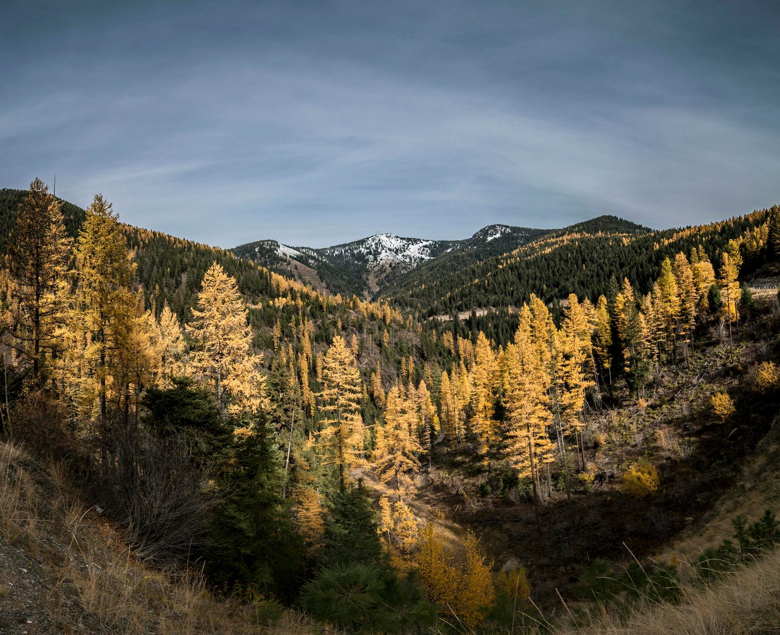 A serene autumn landscape with golden trees in Missoula, Montana mountains.